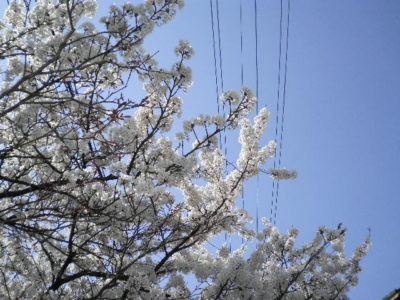 桜と青空!