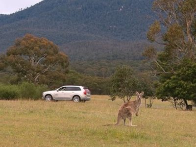 世界初?!対カンガルー安全対策テスト