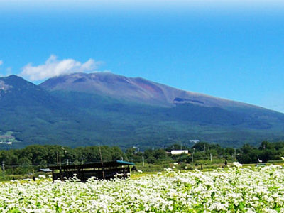 お盆に入ります。